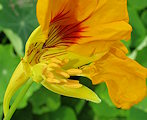 Tropaeolum majus (Garden Nasturtium) - CLICK TO ENLARGE PHOTO